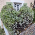 paysagiste-sierre-vercorin-valais (13)