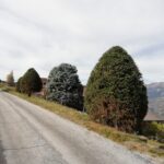 paysagiste-sierre-vercorin-valais (9)